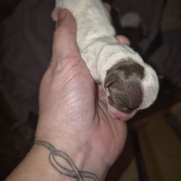 Girl 1 - Chocolate and white female Chihuahua puppy in Trout, Louisiana from Magnolia Farm's LLC