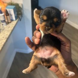 Girl 3 - Chocolate, tan and white female Yorkshire Terrier puppy in Jacksonville, Florida from Lake Shore Yorkies