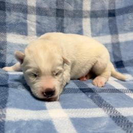 AKC Alvin - White male Siberian Husky puppy in Centreville, Maryland from Huskies By the Bay