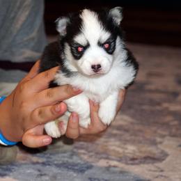 Chevy blue eyed boy - Black and white male Pomsky puppy in Frazeysburg, Ohio from Mountain High Kennels