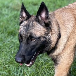 Rone - Belgian Malinois