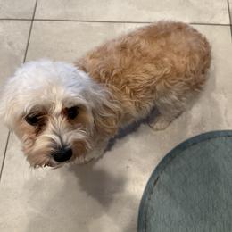 Layla - Maltipoo