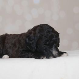 Gidget - Black female Goldendoodle puppy in Guthrie, Oklahoma from Edmond Doodles, LLC