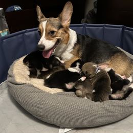 Pembroke Welsh Corgi Puppies from Temperance Farm Corgis