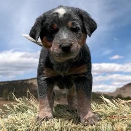 Girl 1 - Blue female Australian Cattle Dog puppy in Mount Pleasant, Utah from Christensen Family Kennel