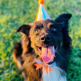 Thunder - Black tri male Miniature Australian Shepherd puppy in Kaufman, Texas from Xoxo Aussies