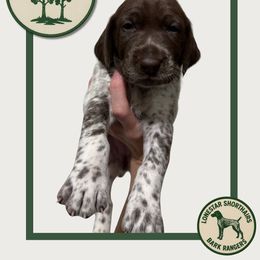 Aspen - Liver and white female German Shorthaired Pointer puppy in Dallas, Texas from Lonestar Shorthairs