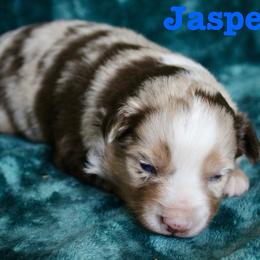 Jasper - Red merle male Miniature Australian Shepherd puppy in Howe, Oklahoma from Lockhart’s Double M Mini Aussies