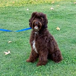 Willie - Chocolate male Australian Labradoodle puppy in Anderson, California from Shaggy Doodles