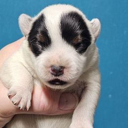 Bluebelle - Blue speckled female Australian Cattle Dog puppy in China Grove, North Carolina from Indigojos Australian Cattle Dogs