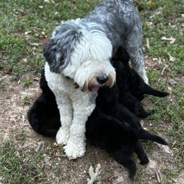Old English Sheepdog, Poodle, and Sheepadoodle Puppies from Love Tallulah Sheepadoodles LLC