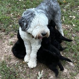 Old English Sheepdog, Poodle, and Sheepadoodle Puppies from Love Tallulah Sheepadoodles LLC