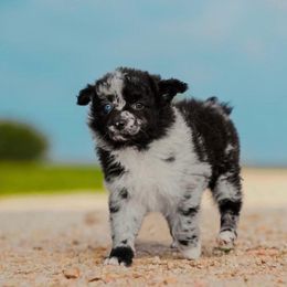 Kix - Black merle Mudi puppy in Valley Mills, Texas from Graves Farm Mudi