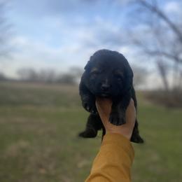 Boy 5 - German Shepherd puppy in Bartlesville, Oklahoma from Guardian Working Shepherds