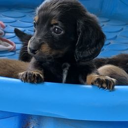 Dachshund Puppies from L & A Dachshunds