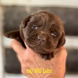 Snitch - Chocolate female Labrador Retriever puppy in Sullivan, Missouri from O’Dell Labs