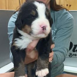Orange Collar Male - Black rust and white male Bernese Mountain Dog puppy in Bristol, Tennessee from Holston Hollow Farm