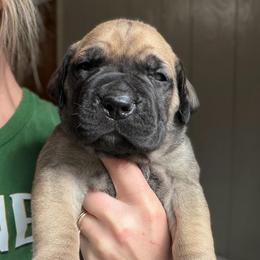 Ash (Red Collar) - Reddish brown male Boerboel puppy in Manitowoc, Wisconsin from Mae Boerboel