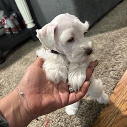 Atlanta - White female Miniature Schnauzer puppy in Littleton, Colorado from Wahl 2 Wahl Schnauzers