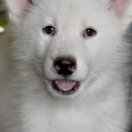 Siberian Husky Puppies from Snowy Siberians