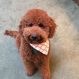 Jordi - Goldendoodle