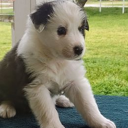 Rowdy - Black & white Australian Shepherd puppy in Wewoka, Oklahoma from OutBack Aussie OutLaws