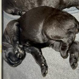 Kasino - Black male Giant Schnauzer puppy in Noblesville, Indiana from Stratton House Kennels