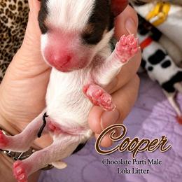 Cooper - Chocolate, tan and white male Yorkshire Terrier puppy in Tangipahoa County, Louisiana from Riche’ Louisiana Yorkies
