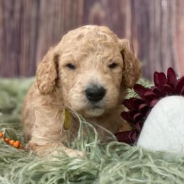Goldendoodle Puppies from New Jersey Doodles