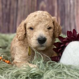 Goldendoodle Puppies from New Jersey Doodles