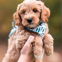 Gabriel - Apricot male Goldendoodle puppy in Acton, Maine from Silver Pines Pups