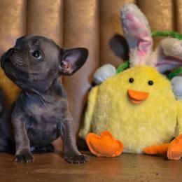 Blue Boy - Blue fawn male French Bulldog puppy in Lewisburg, Tennessee from Boujie Bullies & Frenchie’s