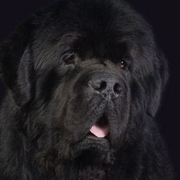 Newfoundlands from Karen Moore's Newfoundlands