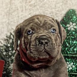 Cane Corso Puppies from Busch Kennels LLC