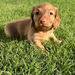 Paco - Dachshund