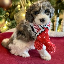 Canyon - Blue merle female Bernedoodle puppy in Royse City, Texas from Platinum Bernedoodles of Texas