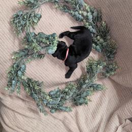 Pink Female - Black female Labrador Retriever puppy in Briggsdale, Colorado from LC Hunting Labs, LLC.