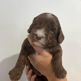 Espresso - Chocolate female Australian Labradoodle puppy in Orange, California from Little Kingdom Doodles