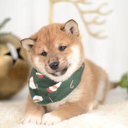 Bruce -FULL AKC REGISTRATION- - Red male Shiba Inu puppy in Neosho, Missouri from Kenny Cave K9s