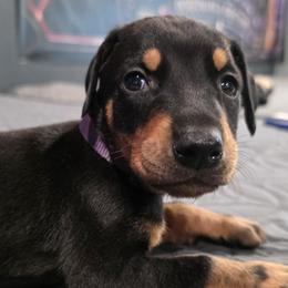 Purple collar black female - Black and rust female Doberman Pinscher puppy in Houston, Texas from Draggin Dobermans & Great Danes