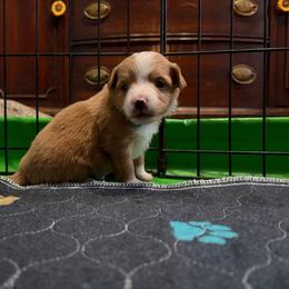 Jojo (has tail) - Red merle female Miniature Australian Shepherd puppy in Terryville, Connecticut from Spirited Aussies