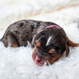 Lucy Gray - Merle female Bernedoodle puppy in Gaylord, Michigan from Dog Mom Co. Doodles