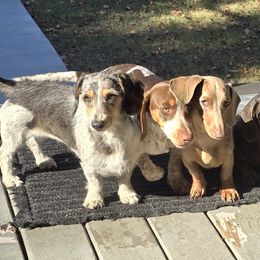 Dachshunds from Southern Class with Sass Doxies