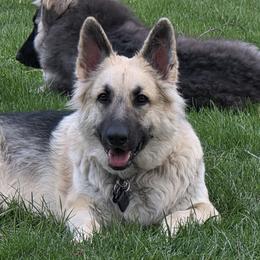 Mia - Shiloh Shepherd