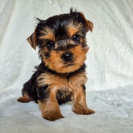 Mabel - Black and tan female Yorkshire Terrier puppy in Blacksburg, South Carolina from Hess Pooches LLC