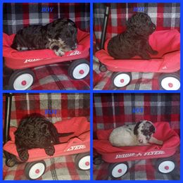Bernedoodle Puppies from Foothills Family Doodles