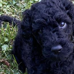 Goldendoodles and Poodles from Spread Love Everywhere Poodles & Doodles