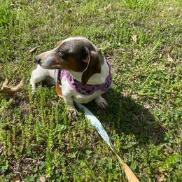 Jango - Piebald female Dachshund puppy in Williamsburg, Kentucky from Whispering Pine Dachshunds & Pomeranians