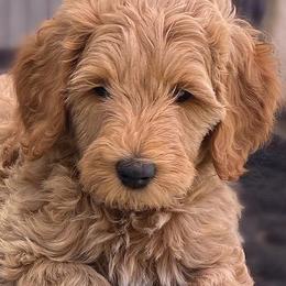 Double Doodles and Goldendoodles from De Luna Doodles