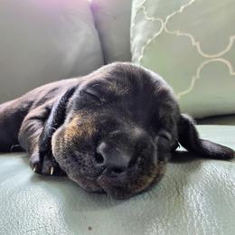 Onyx - Black male Colombian Fino Hound puppy in Kingston, Tennessee from Fino Hounds USA